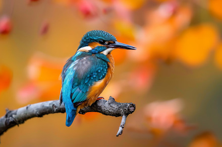 A stunning kingfisher sits on a bran, a Photo by Tanuart