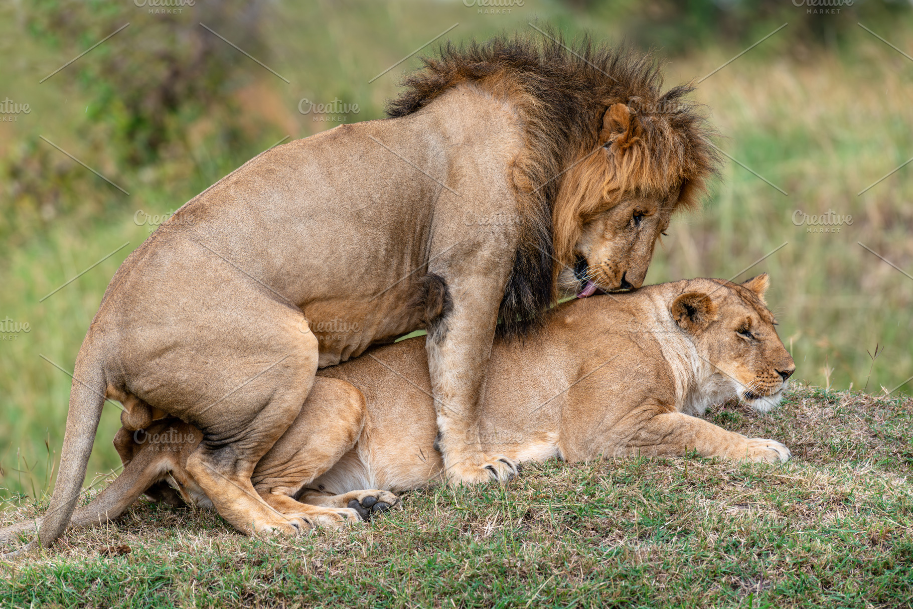 A pair of mating lions in the evening savannah, Kenya, an Animal Photo by Byrdyak