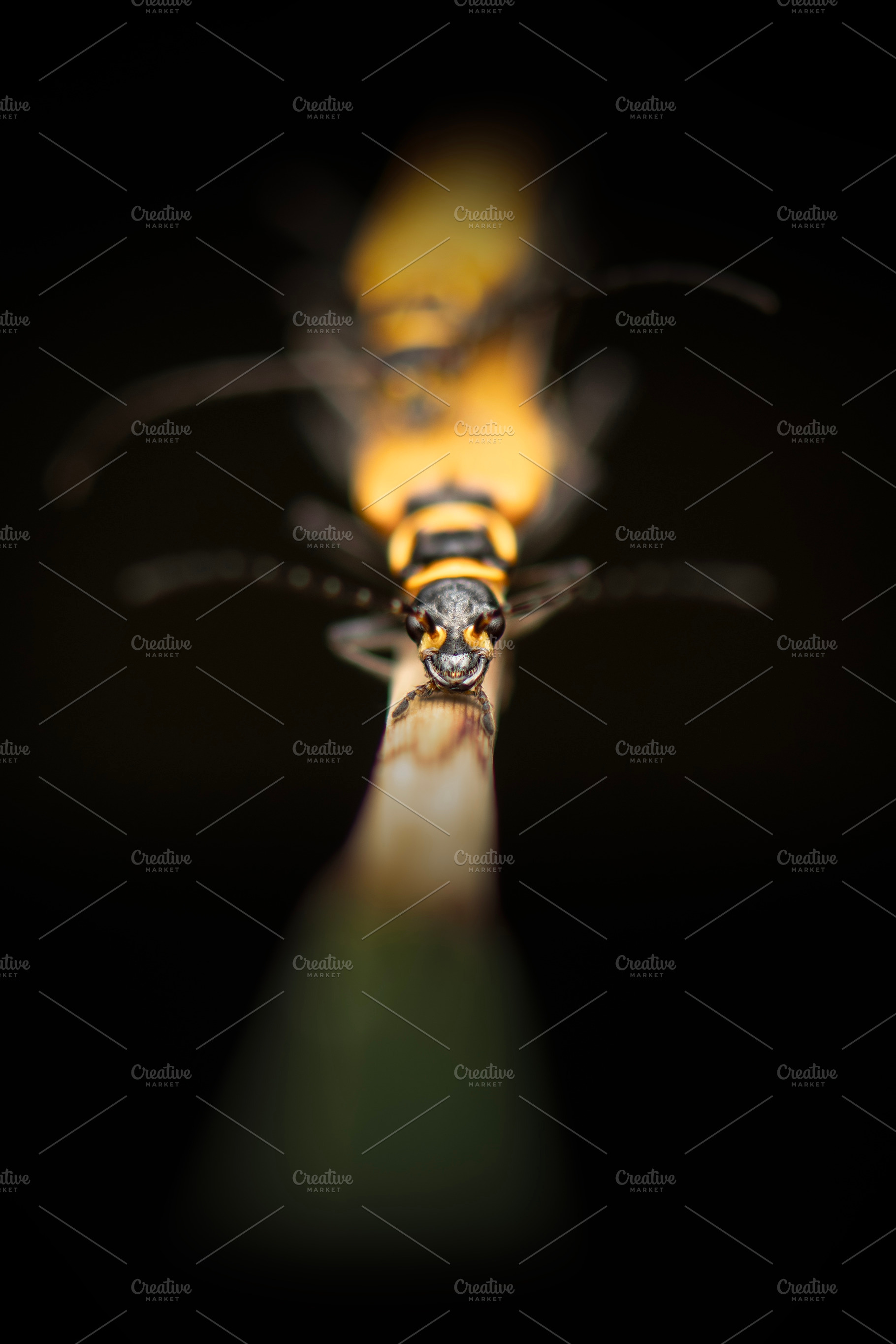 Yellow soldier beetle, an Animal Photo by Rob D Animal Photography