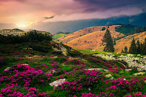 Slope with pink rhododendron flowers, a Wallpaper Photo by Alpine Dreams