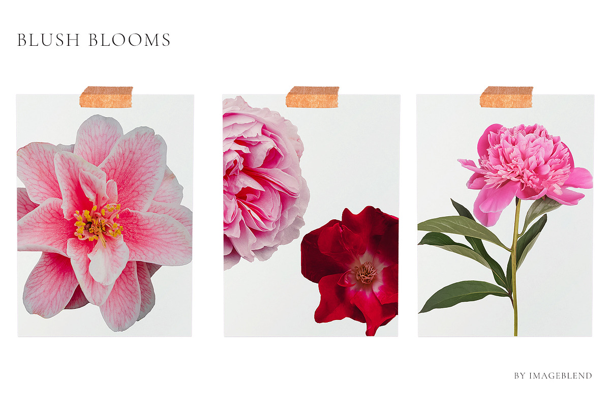 PNG Floral clipart collection, an Object Graphic by Imageblend (Photo 7 of 8)