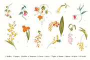 Bloom. Chinoiserie inspired, a Decorative Illustration by olga.korneeva (Thumbnail 8 of 12)