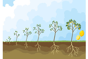 Life cycle of lemon tree. Stages of, an Object Illustration by the8monkey