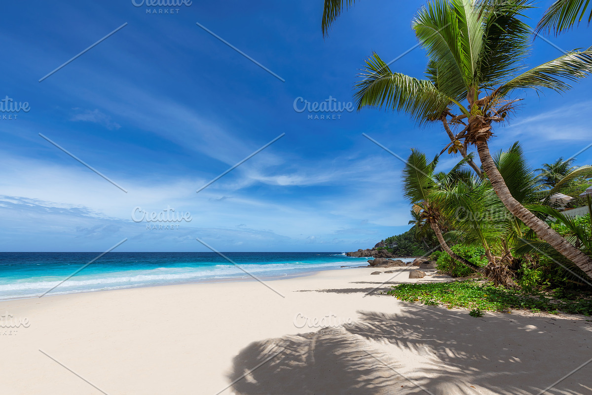Coconut palms on sunny paradise, a Nature Photo by Lucky Photographer (Photo 2 of 2)