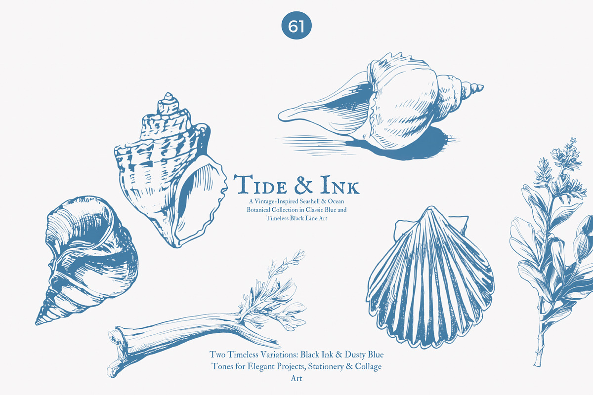 seashell clipart ocean sketch set, a Decorative Illustration by Patishop Art (Photo 4 of 9)