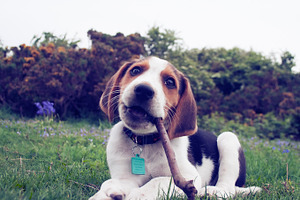 Beagle puppy featuring pet, dog, and beagle