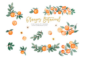 Citrus Botanical Fruit Clip Art