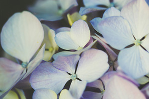 Hydrangea close-up