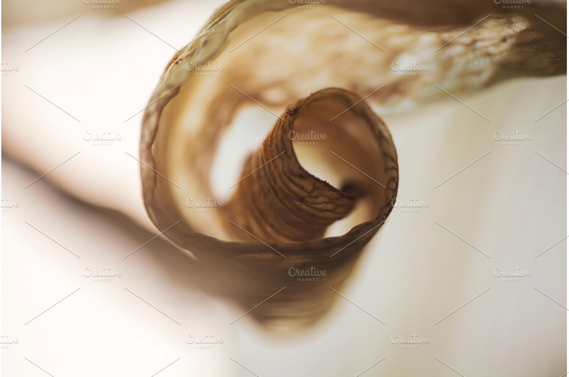 Dried Lily Leaf's Elegant Spiral, a Nature Photo by Rohan Photography