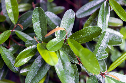 Blooming Ficus pumila,