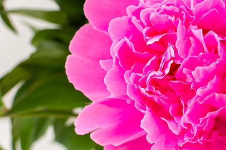 Peonies close up, a Nature Photo by Pandateam