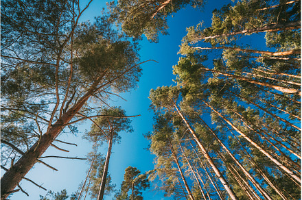 Autumn Pine Coniferous Forest Trees, a Nature Photo by Our Amazing World