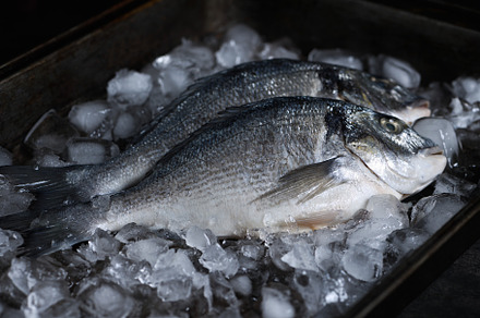 Fresh raw dorado fish on ice, a Food & Drink Photo by Apolonia