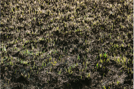 Fresh Sprouts Of Grass Make Their, a Nature Photo by Our Amazing World