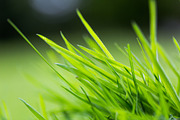 Feeling Green, a Templates & Theme by Feelings (Thumbnail 4 of 5)