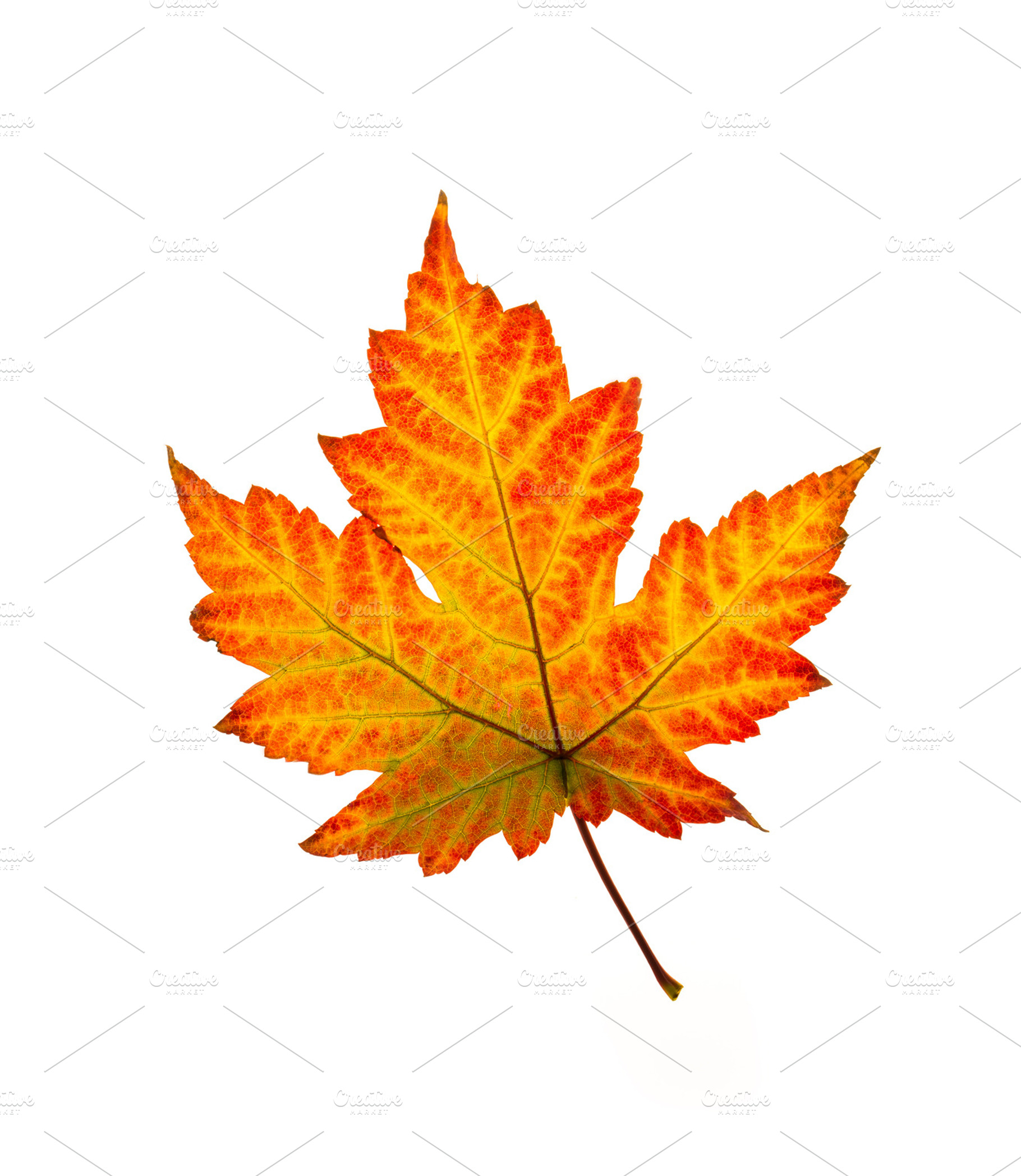 plane tree leaf isolated on white, a Nature Photo by OXYMORON 