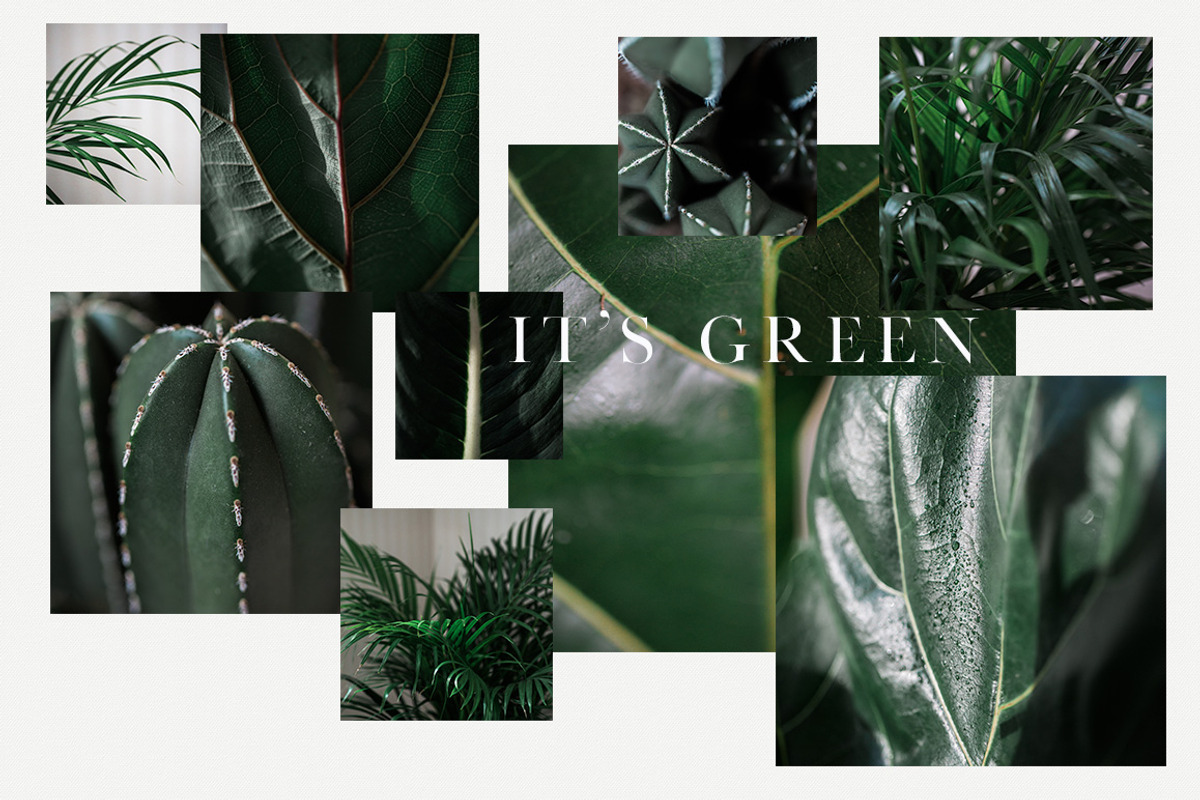 15 Green plant Insta photos, a Product Mockup by Nellaino (Photo 5 of 7)