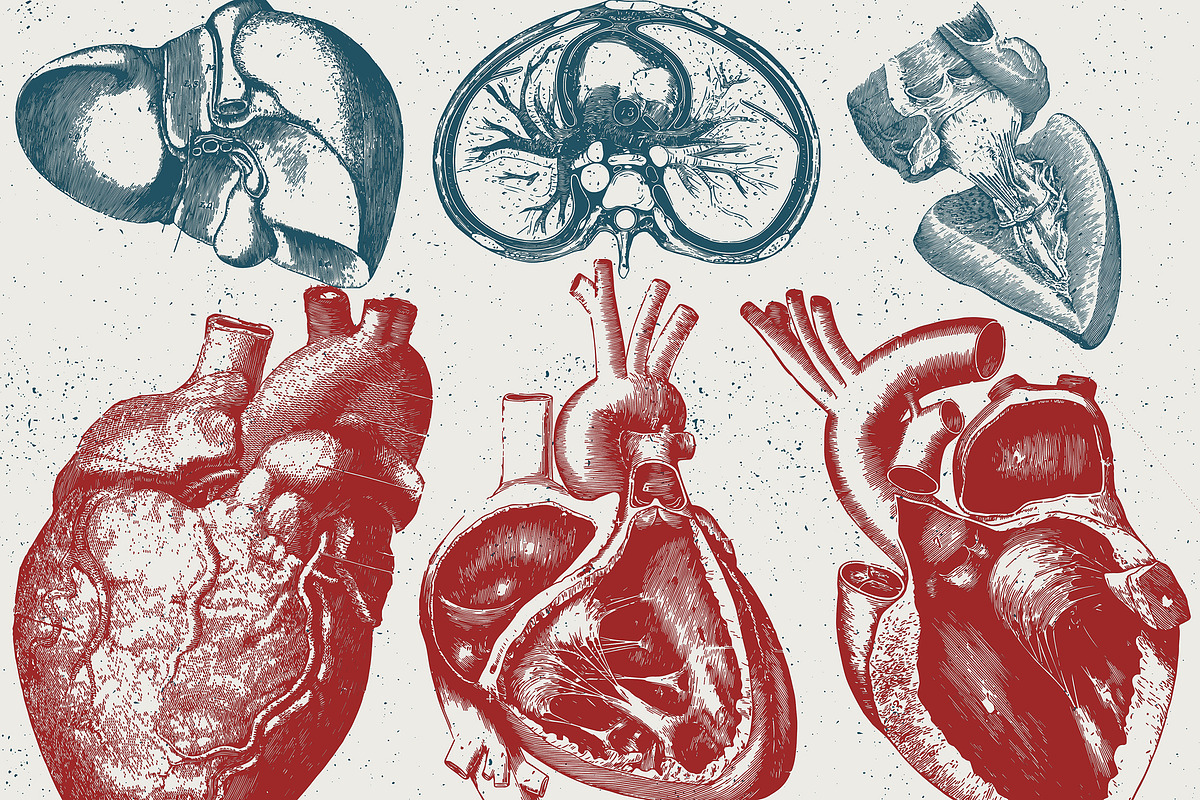 96 Anatomy Vector Illustrations, an Illustration by TheBlackPixelCo (Photo 3 of 5)