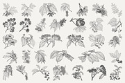 Vintage Leaf & Branch Illustrations, a Decorative Illustration by Century Library (Thumbnail 7 of 9)