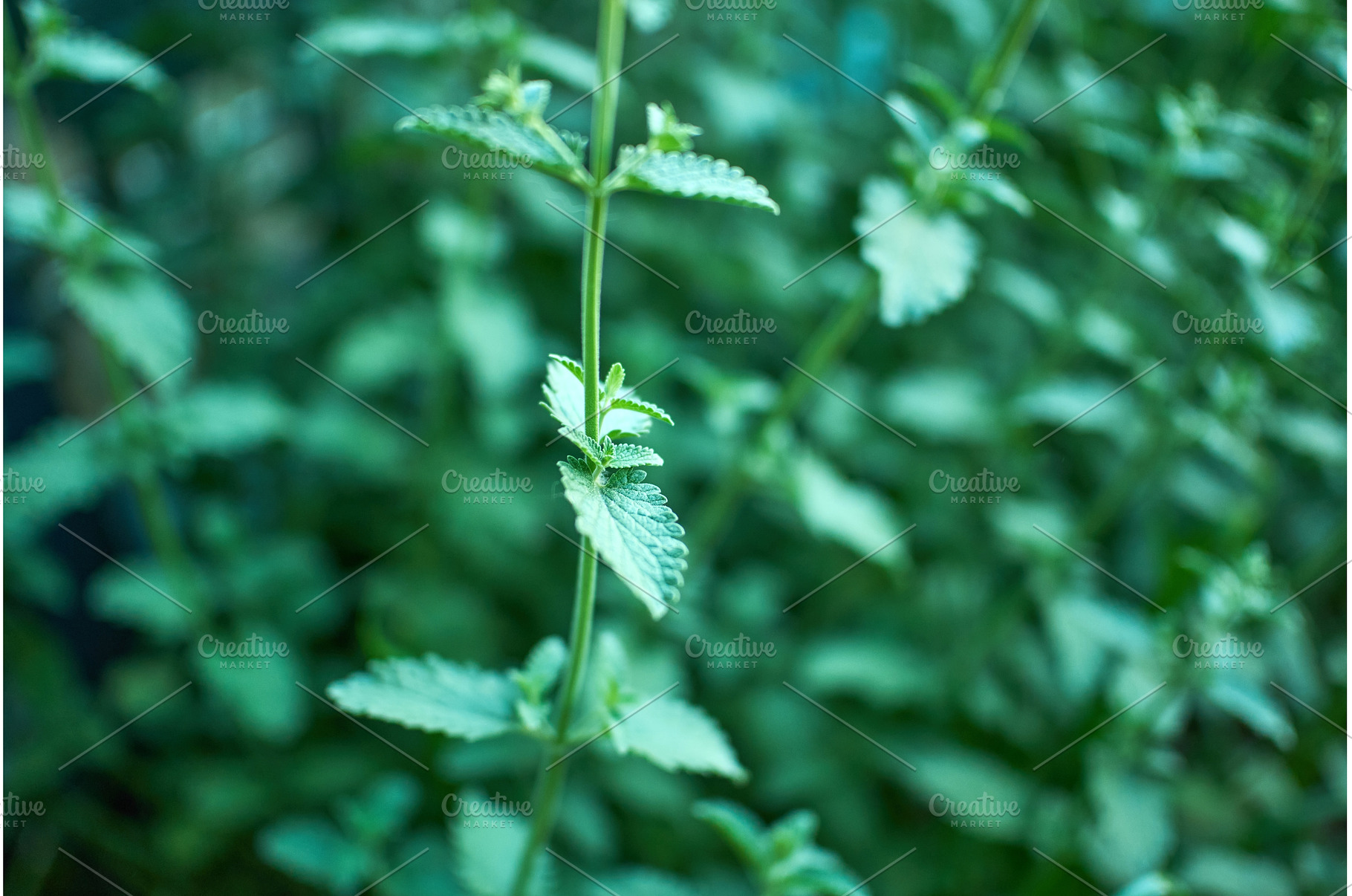 Fresh mint growing abundantly in a, a Nature Photo by darksoul72