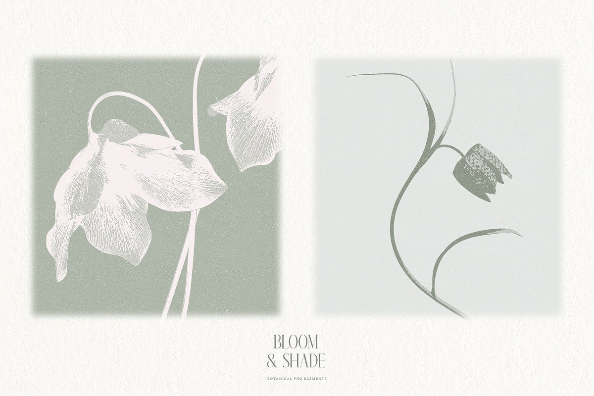 Bloom & Shade Botanical PNG Elements, an Object Graphic by alonahaidash (Photo 12 of 13)