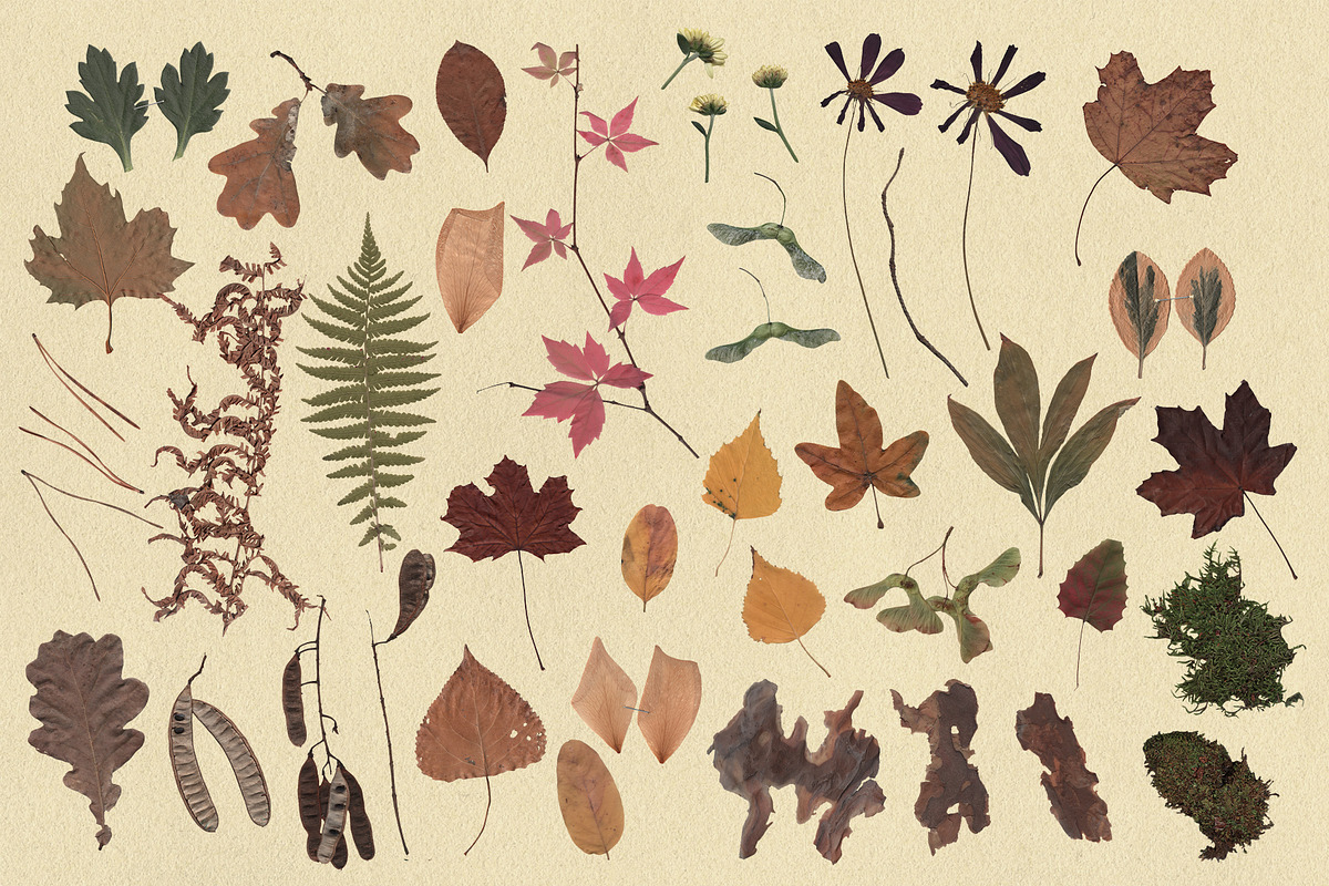 Gathered Outside — Autumn Kit, an Object Graphic by Lidberia (Photo 5 of 13)