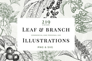 Vintage Leaf & Branch Illustrations, a Decorative Illustration by Century Library
