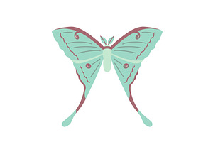 Green moon moth flat icon, an Animal Illustration by kotoffei