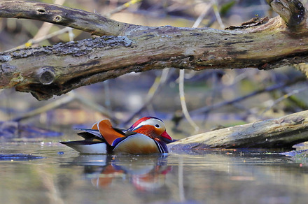 Mandarin duck