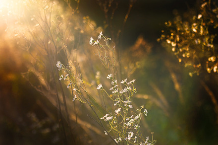 summer meadow flowers