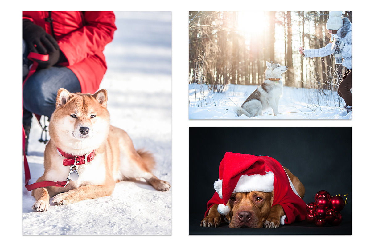 Winter Dog, Christmas Mood, an Animal Photo by WildStrawberry Magic (Photo 4 of 11)