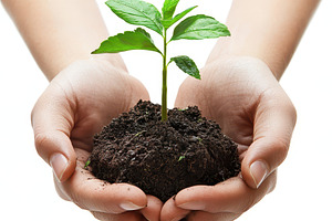 Hands holding a young plant and soil, a Food & Drink Photo by Pixeness Studio