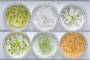 In glass bowls are micro greens of, a Food & Drink Photo by ZinetroN