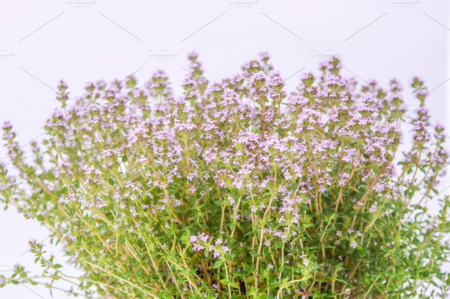 Thyme blossoming containing thyme, herb, and garden, a Nature Photo by Patricia Hofmeester