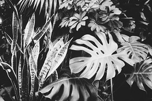 Black and White Tropical Plants