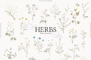 HERBS || Botanica & Glitter Effect, an Illustration by nadispasibenko (Thumbnail 6 of 8)