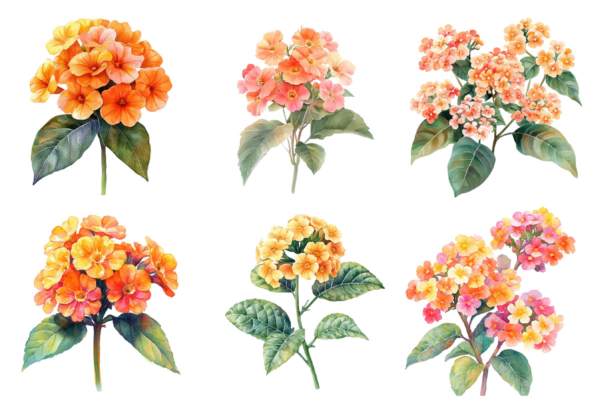 Watercolor Lantana Flower Clipart, an Illustration by SinaCreation (Photo 3 of 5)