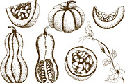 Hand drawn vintage pumpkins, a Decorative Illustration by Elena Mykhailenko (Thumbnail 2 of 5)