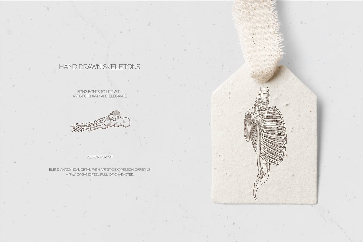 LEONARDO DA VINCI ANATOMY SKETCHES, an Illustration by Luna Dreams (Photo 2 of 6)