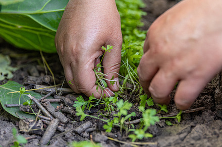 Woman farmer removing weeds