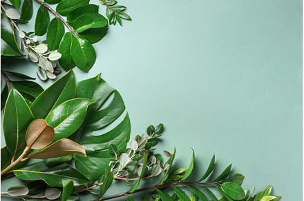 Tropical leaf frame on green, a Nature Photo by Enjoy Photo