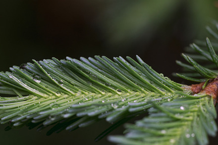 Rain Drops on Balsam Fir
