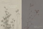 Diaphane - Blurry Floral Backgrounds, a Background Graphic by alonahaidash (Thumbnail 8 of 16)