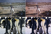 Antarctic Lr Presets, an Action Add-On by PandoraDreams (Thumbnail 2 of 4)