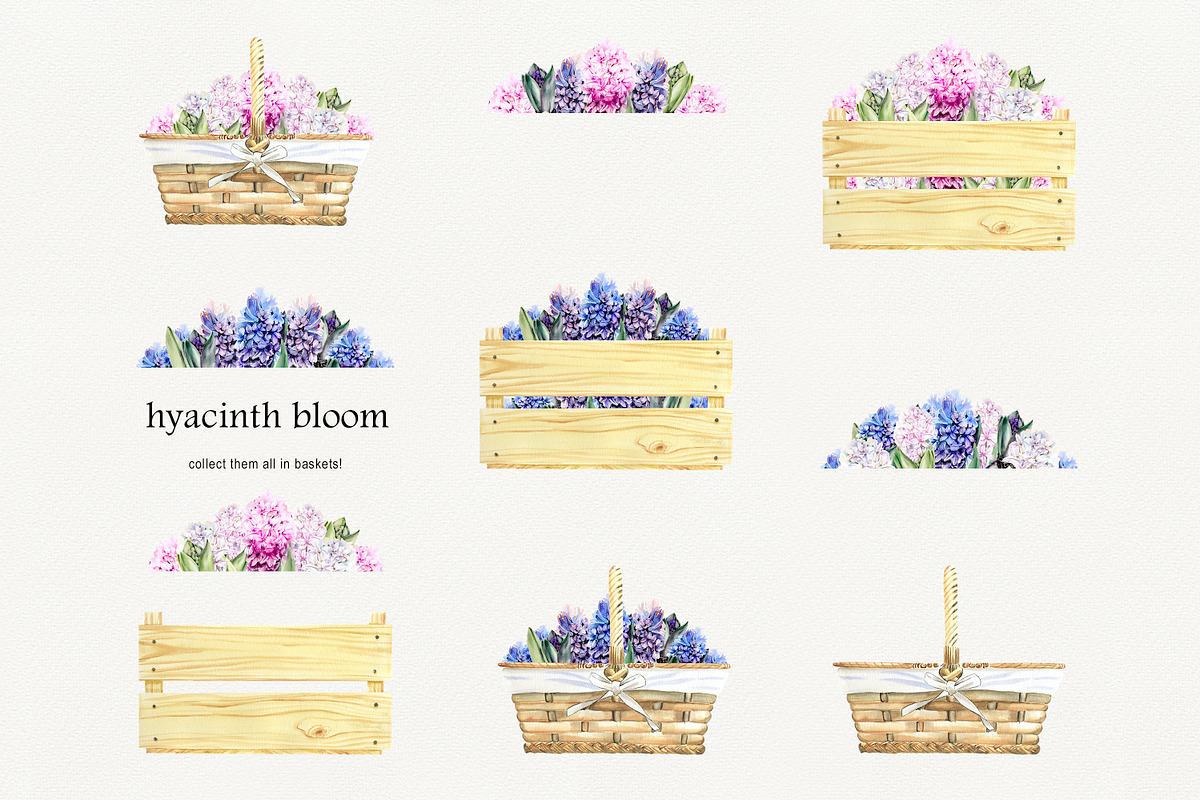 Romantic Hyacinths, an Illustration by Olga Koelsch (Photo 6 of 7)