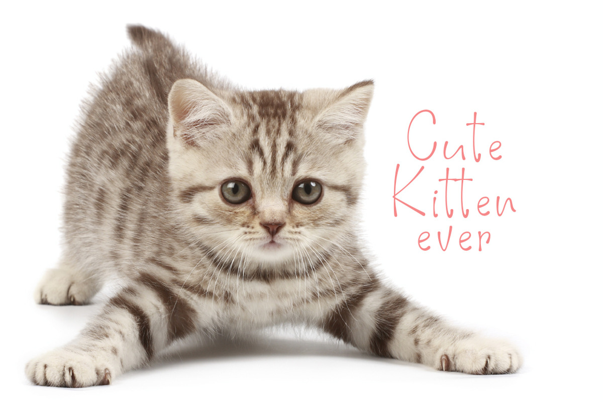 Pinky Cat preview 4