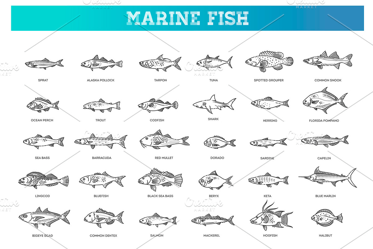 Saltwater Fish Set, an Outline Icon by Tettygreen (Photo 1 of 2)