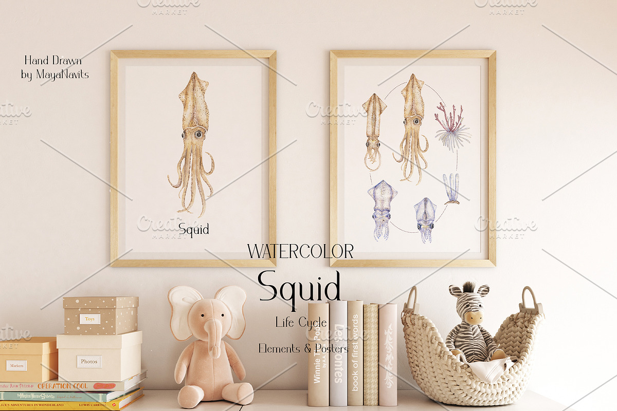 Watercolor Squid Life Cycle Set, an Education Illustration by MayaNavits (Photo 4 of 8)