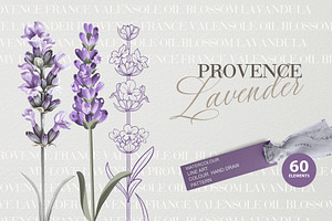 Provence Lavender. Flower Set.