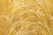 Golden Rice Field at Sunset, a Photo by LOGOCREATIVE (Thumbnail 3 of 29)